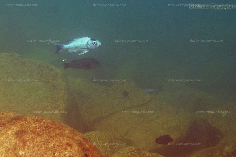 Ophthalmotilapia ventralis 'Kasanga'